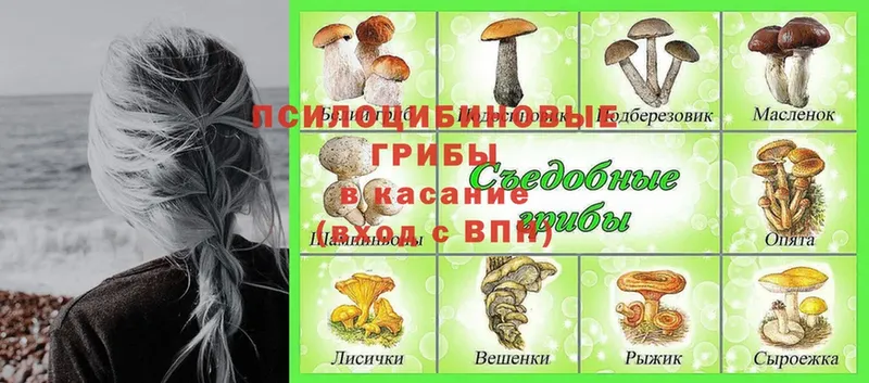 Галлюциногенные грибы Psilocybine cubensis  OMG рабочий сайт  Белокуриха 